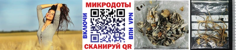 наркота  Суджа  сайты даркнета формула  Галлюциногенные грибы мицелий 